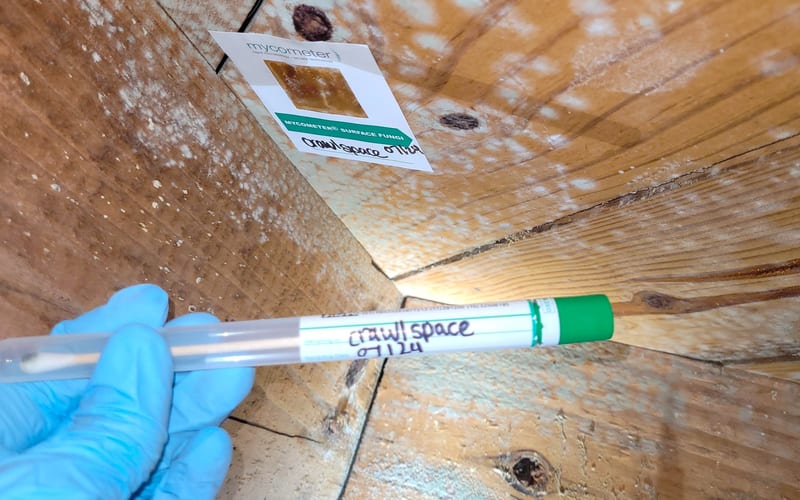 Mold Testing